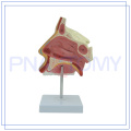 PNT-0436 Modelo anatômico nasal profissional para hospital